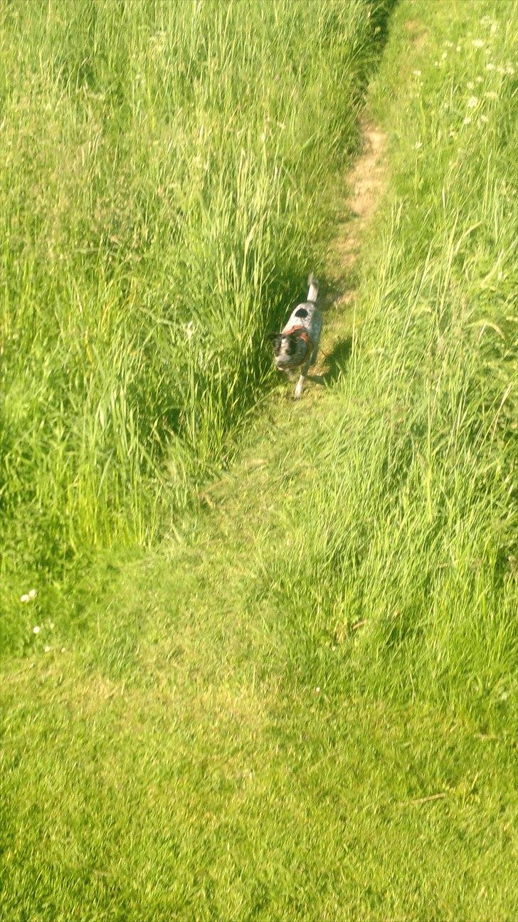 Blanding af racer Dansk/svensk gårdhund - En bakke er altid god at løbe på :-) billede 3