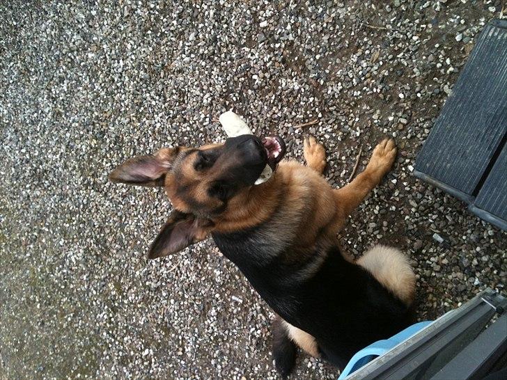 Schæferhund Kato billede 19