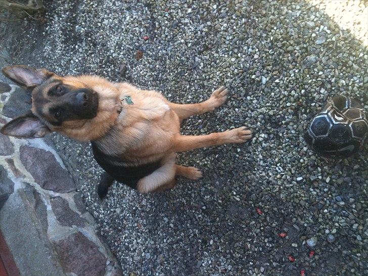 Schæferhund Kato billede 20