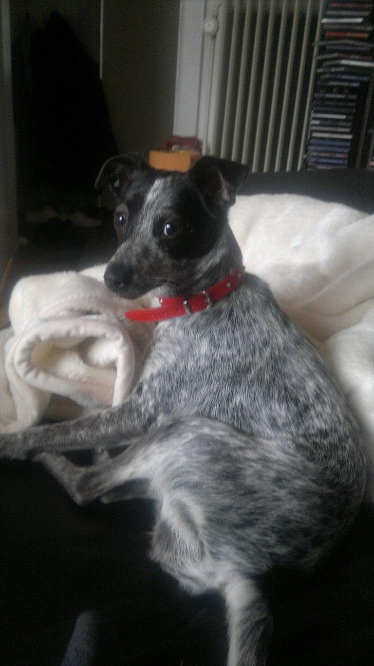 Blanding af racer Dansk/svensk gårdhund - Min sofahjørne billede 5