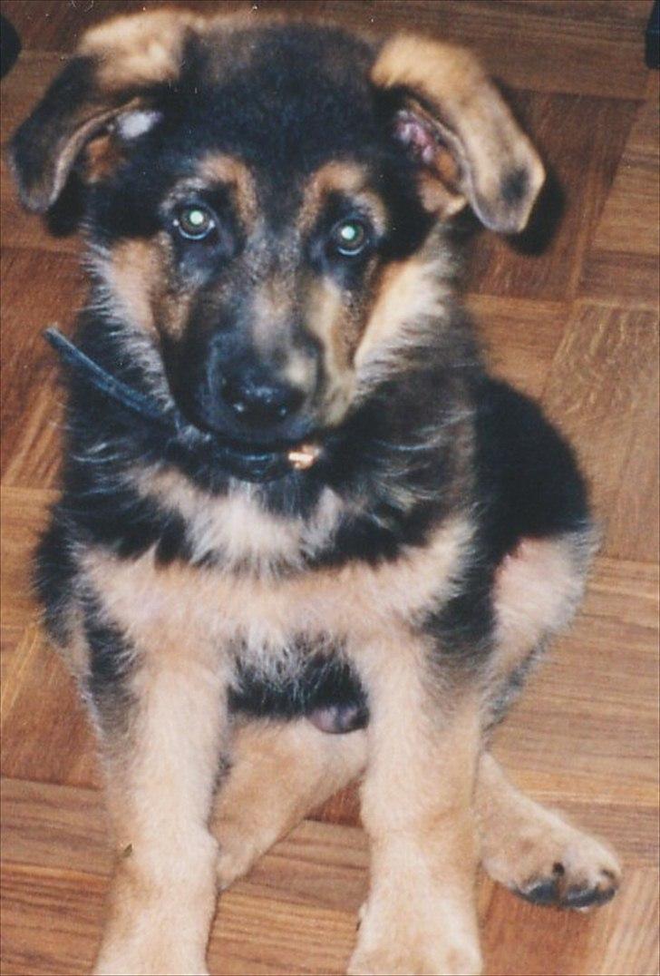 Schæferhund Jeepster billede 6