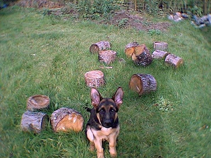 Schæferhund Jeepster billede 7