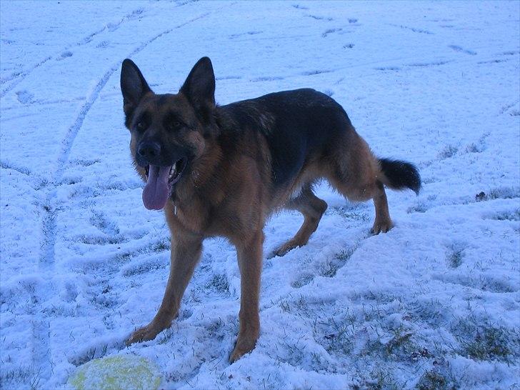 Schæferhund Jeepster billede 8