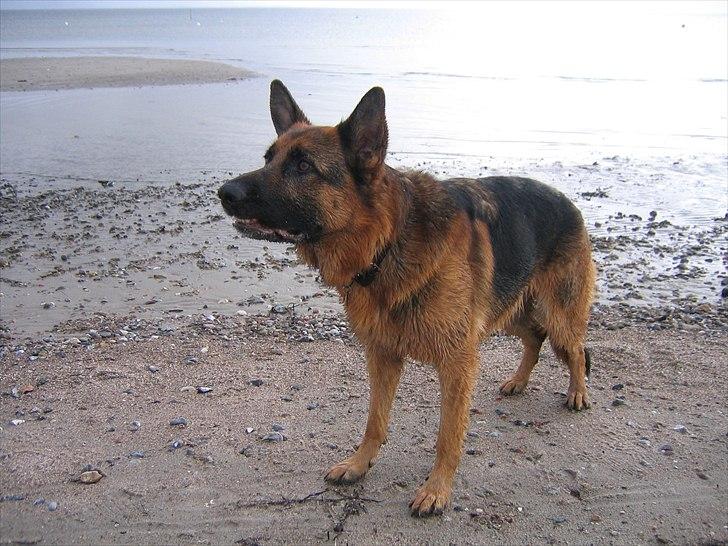 Schæferhund Jeepster billede 9