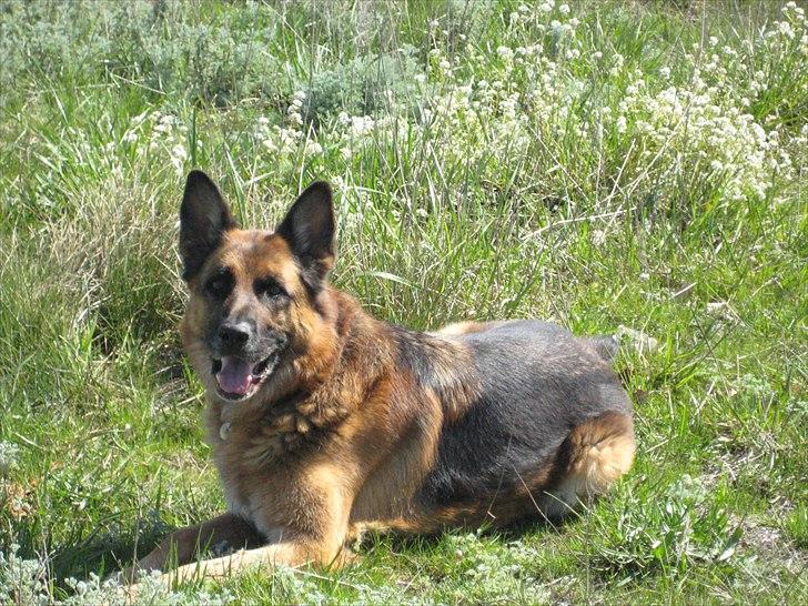 Schæferhund Jeepster billede 10