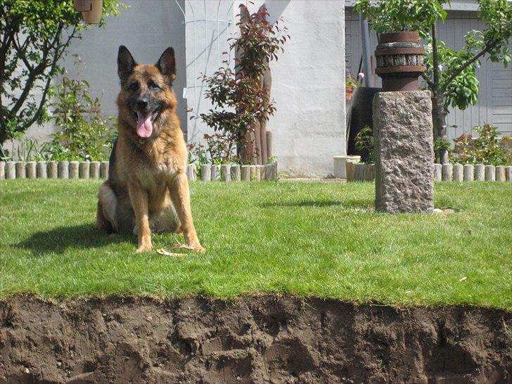 Schæferhund Jeepster billede 11