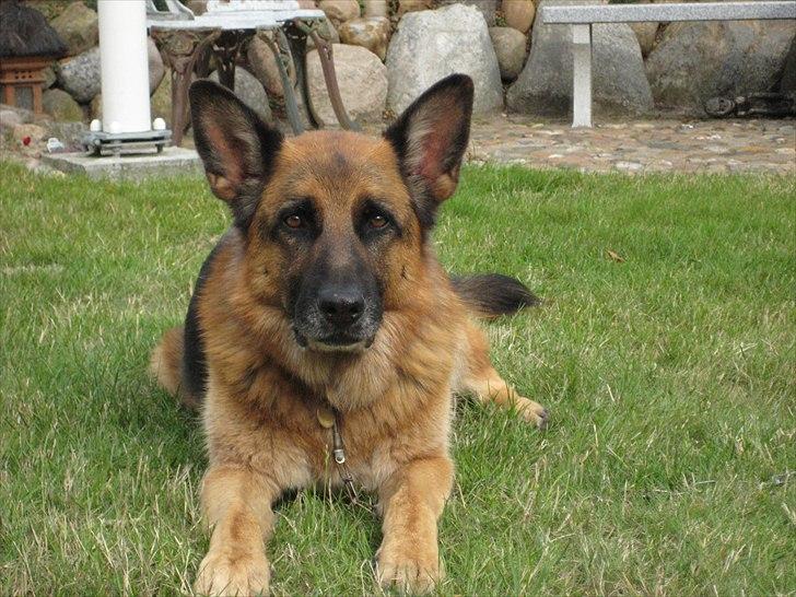 Schæferhund Jeepster billede 12