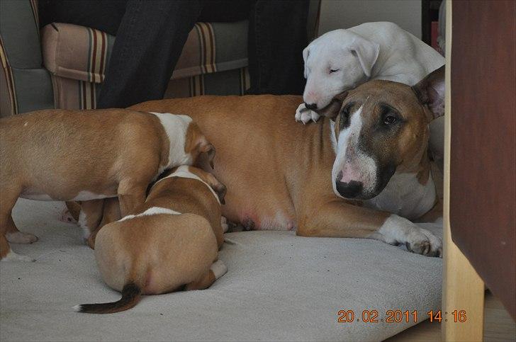 Bullterrier Asta - Asta med sine hvalpe ! billede 19