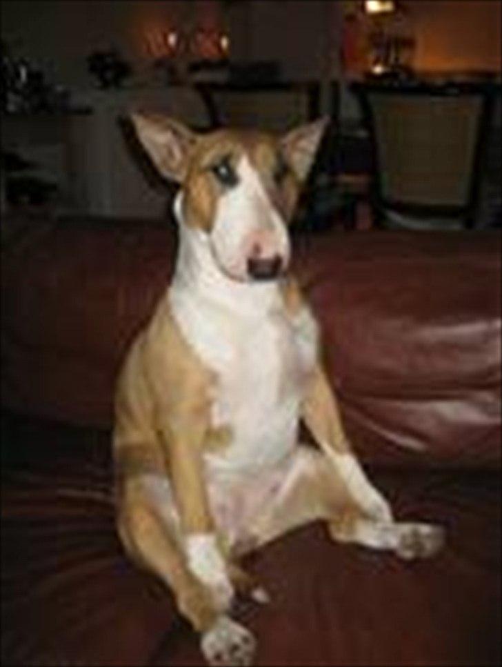Bullterrier Asta - Yndlings posituren i sofaen eller faktisk lige meget hvorhenne ;O) billede 20