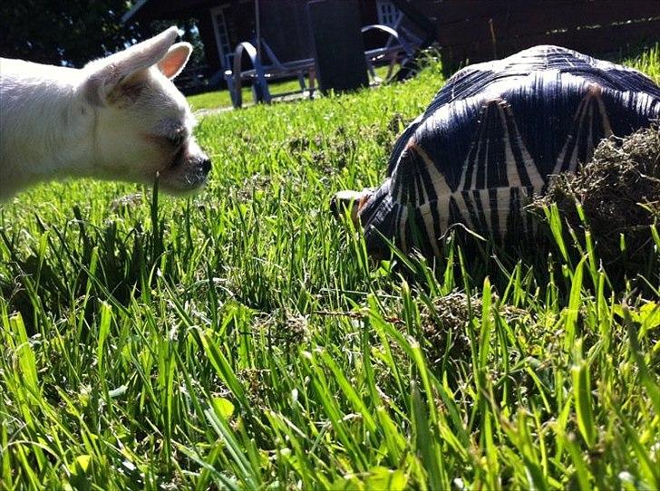 Chihuahua Babe billede 20