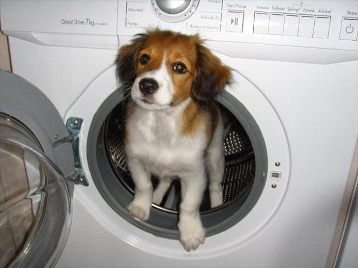 Kooikerhondje Vitovani's Carlita D'Belox | Cita | - 
Hun smuttede lige ind i vaskemaskinen :P billede 1