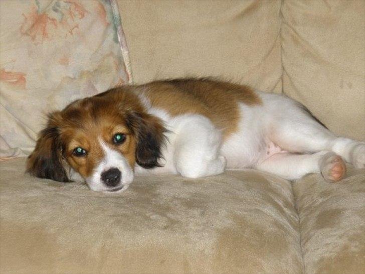 Kooikerhondje Vitovani's Carlita D'Belox | Cita | - Nr. 9 Da hun var yngre :) billede 9