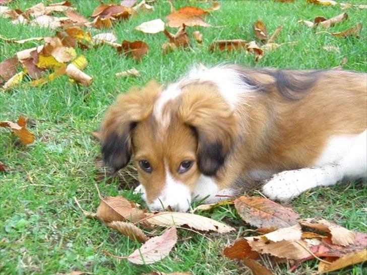 Kooikerhondje Vitovani's Carlita D'Belox | Cita | - Nr. 10 Cita gemmer sig i bladene <3 billede 10