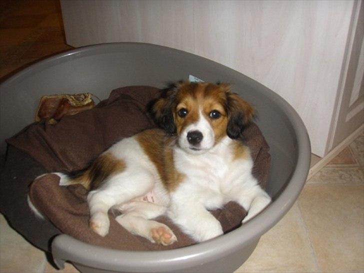 Kooikerhondje Vitovani's Carlita D'Belox | Cita | - Nr. 11 Næsten lige da vi havde gået hende :-) billede 11