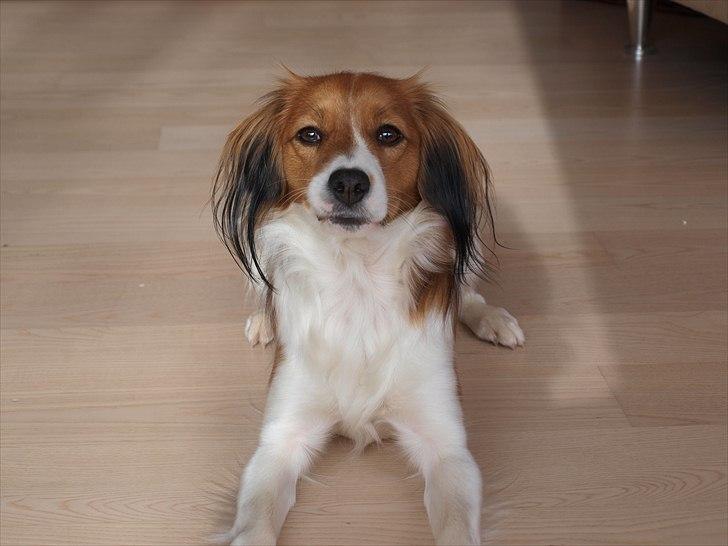 Kooikerhondje Vitovani's Carlita D'Belox | Cita | - Nr. 13 <3 billede 13