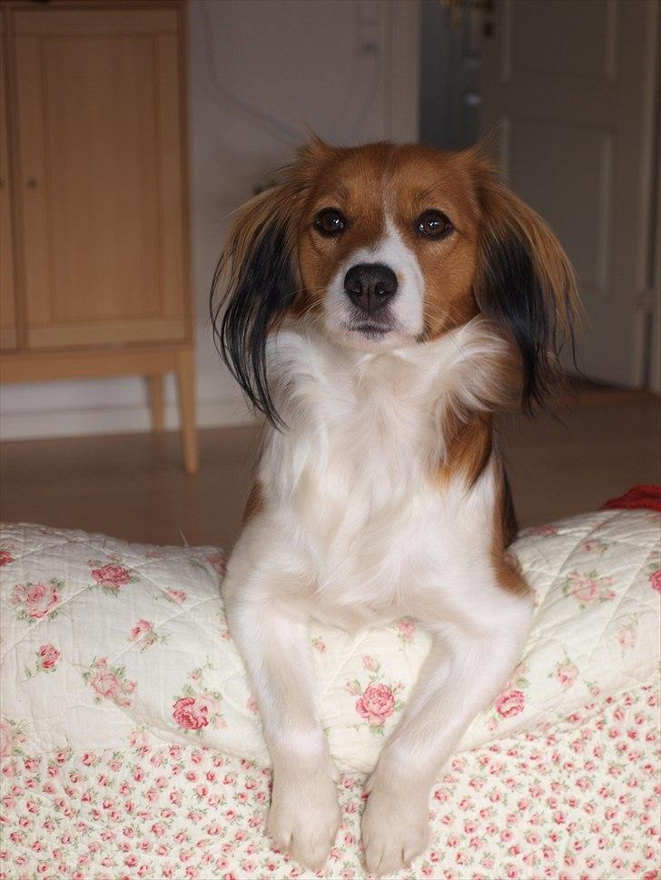 Kooikerhondje Vitovani's Carlita D'Belox | Cita | - Nr. 7 Fotogenisk :) billede 7