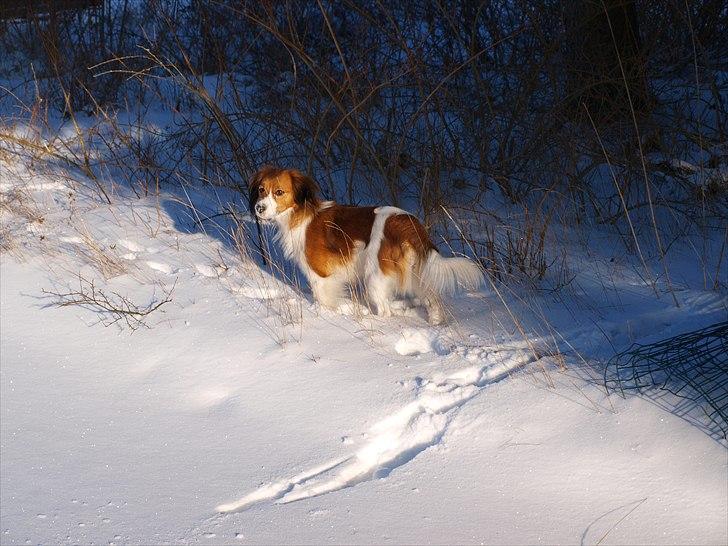 Kooikerhondje Vitovani's Carlita D'Belox | Cita | - Nr. 14 I sneen<3 billede 14