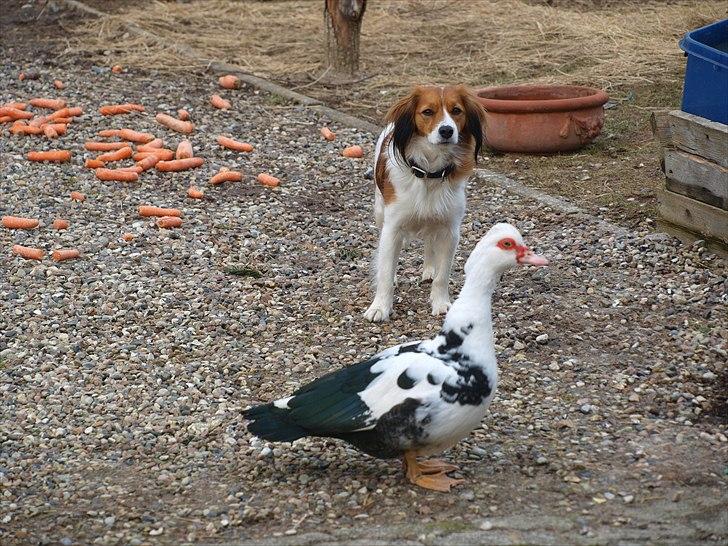 Kooikerhondje Vitovani's Carlita D'Belox | Cita | - Nr. 16 Cita og Andersine billede 16