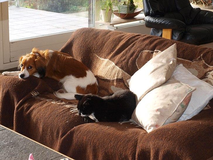 Kooikerhondje Vitovani's Carlita D'Belox | Cita | - Nr. 17 Cita og Sorte (R.I.P Sorte) billede 17