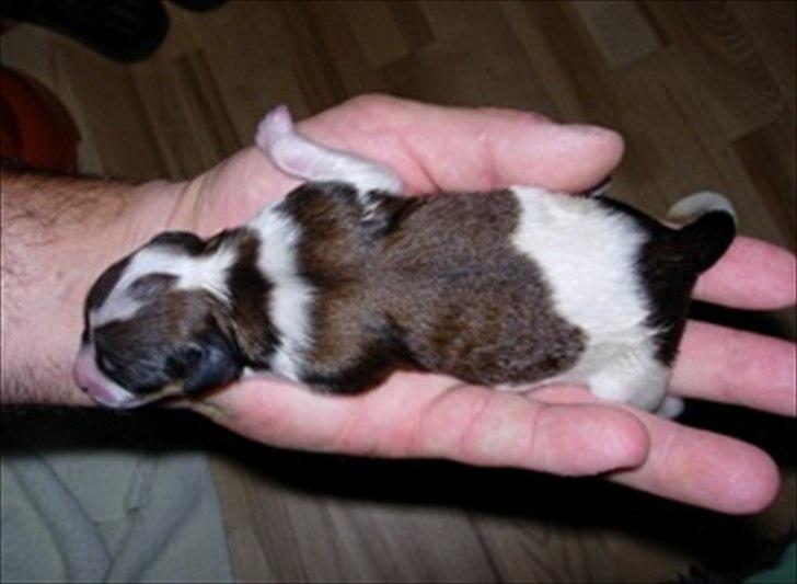 Kooikerhondje Vitovani's Carlita D'Belox | Cita | - Nr. 12 Nyfødt, kun et par minutter gammel:') billede 12