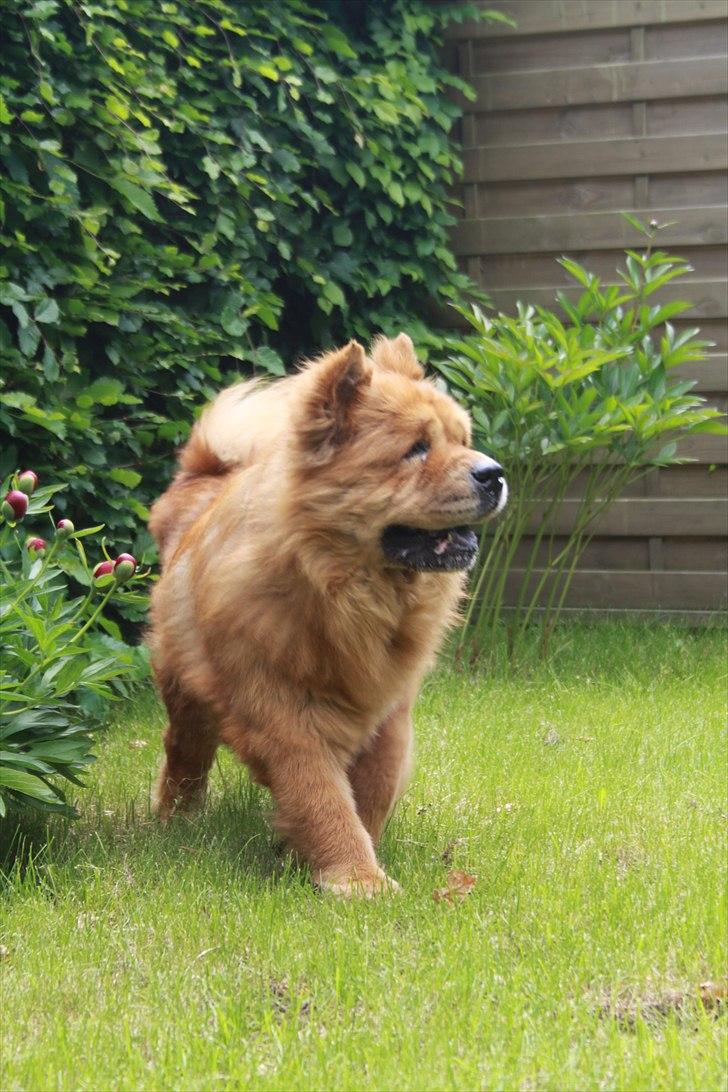 Chow chow Revel's Don Juan - Hjemme i haven :-) Fotograf: Amalie Reffelt/mig. billede 6
