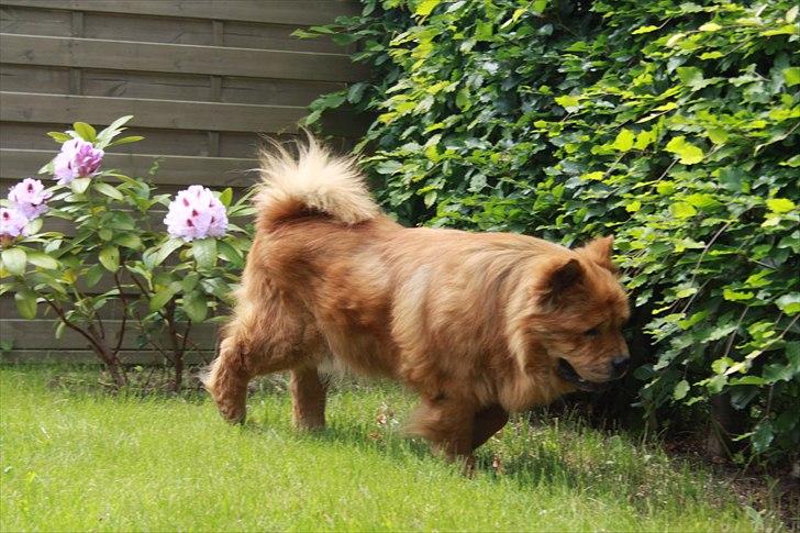 Chow chow Revel's Don Juan - Går rundt og snuser i haven :) Fotograf: Amalie Reffelt/mig. billede 9