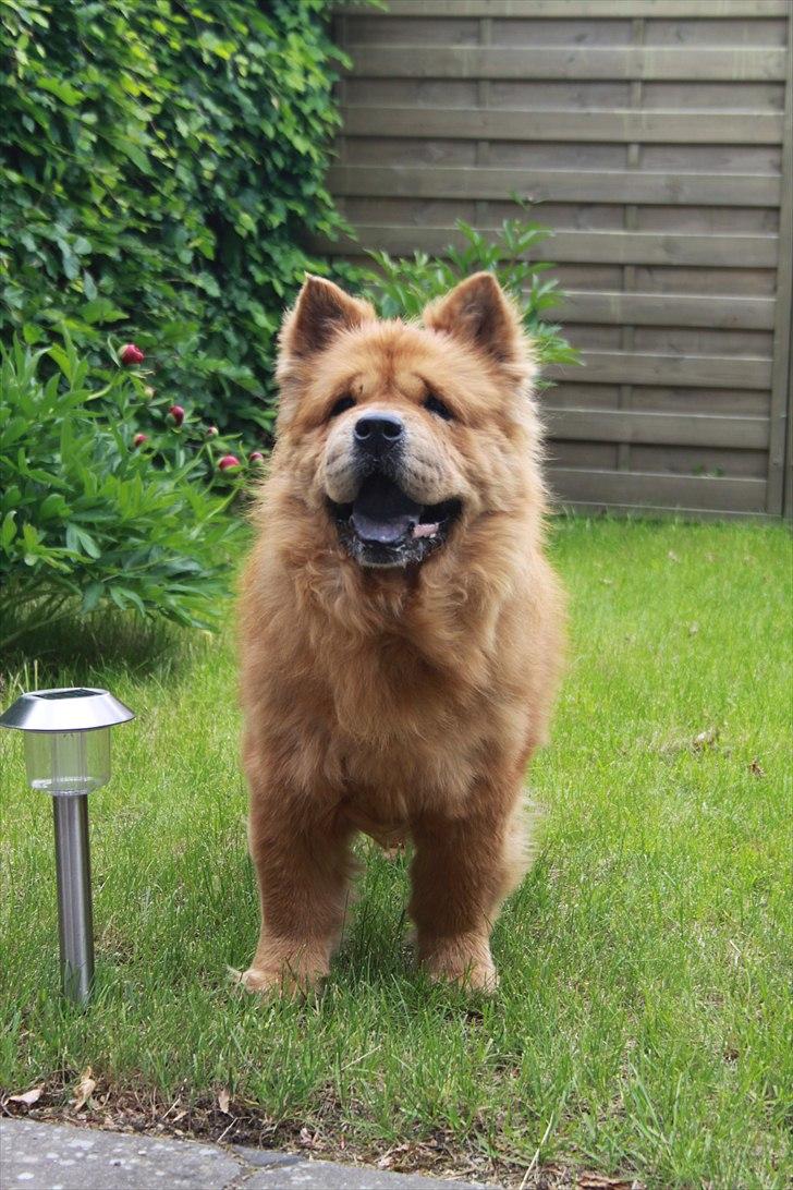 Chow chow Revel's Don Juan - Velkommen til Revel´s Don-Juan´s net-profil. :-) Fotograf: Amalie Reffelt/mig. billede 1