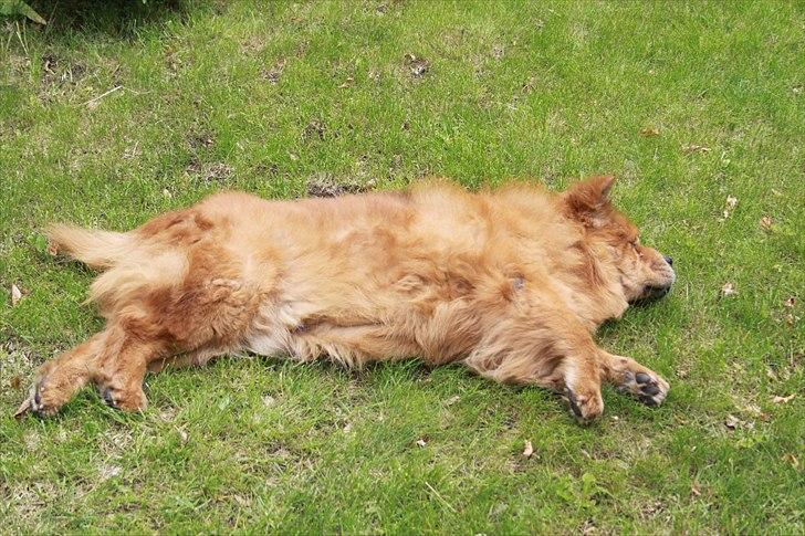 Chow chow Revel's Don Juan - Nu er jeg træt, men smid en kommentar og en bedømmelse :) Fotograf: Amalie Reffelt/mig. billede 14