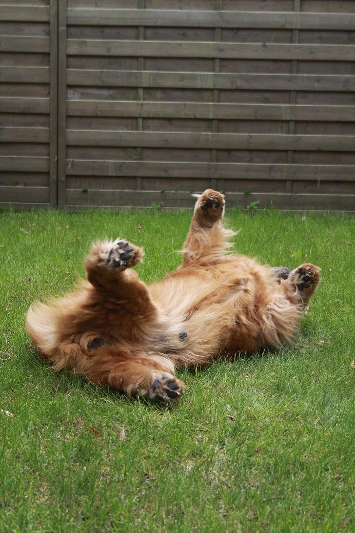 Chow chow Revel's Don Juan - Ruller lidt rundt. :) Fotograf: Amalie Reffelt/mig. billede 11