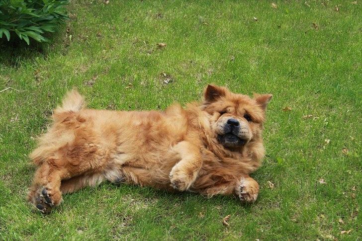 Chow chow Revel's Don Juan - Slapper af hjemme på græsplænen.  :) Fotograf: Amalie Reffelt/mig. billede 3
