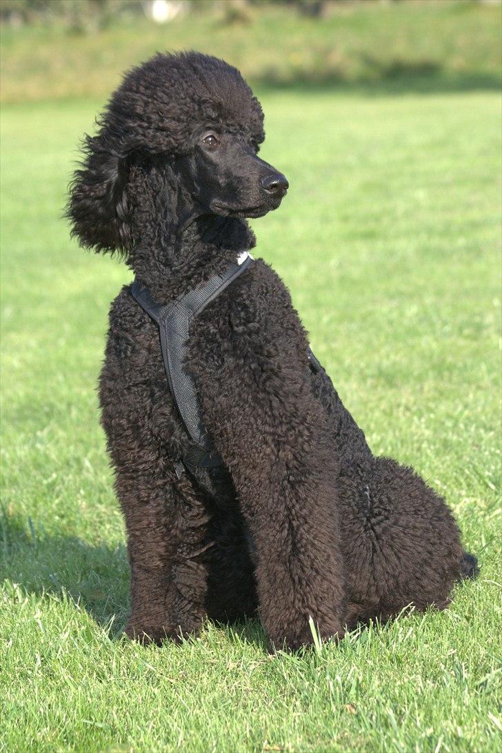 Storpuddel Kiwi billede 2