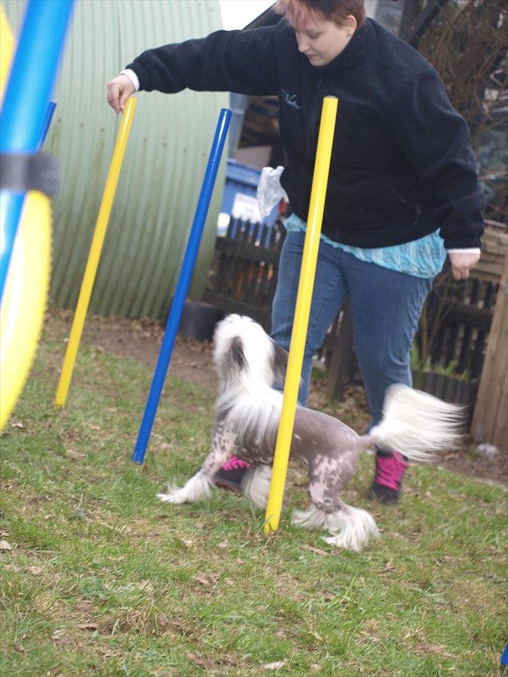 Chinese crested hårløs Chinese By Storm's Quark - Agility kan han også lidt af. billede 8