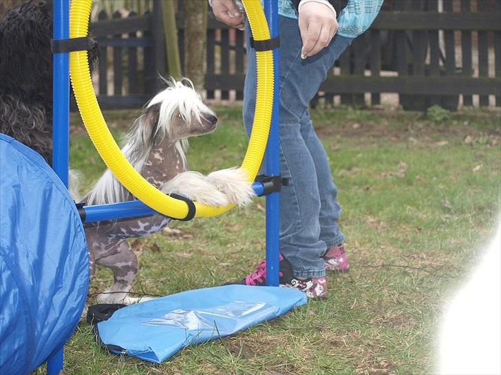 Chinese crested hårløs Chinese By Storm's Quark - Spring billede 9