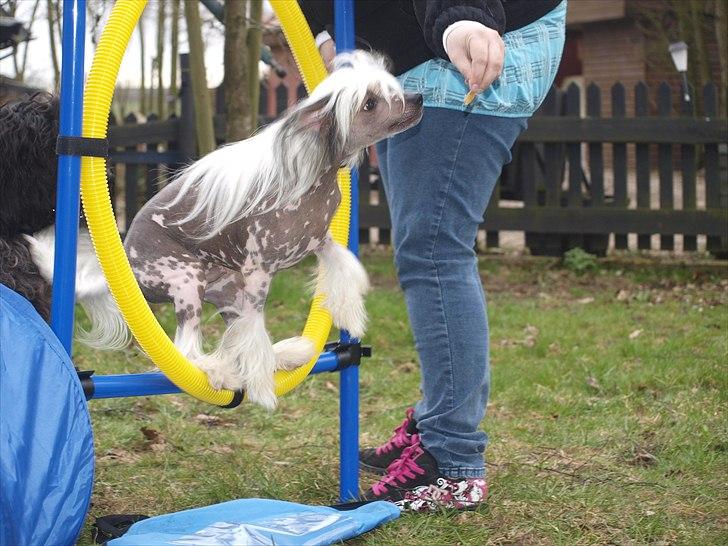 Chinese crested hårløs Chinese By Storm's Quark - Spring billede 10