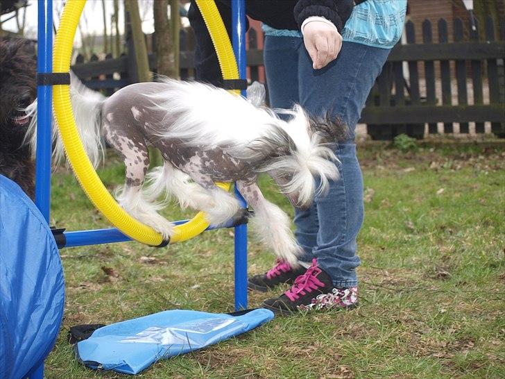Chinese crested hårløs Chinese By Storm's Quark - Spring billede 11