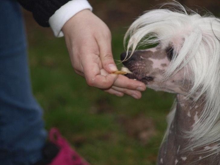 Chinese crested hårløs Chinese By Storm's Quark - Mmmm Godbidder billede 2