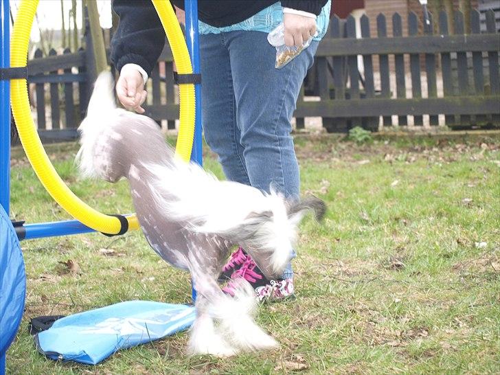 Chinese crested hårløs Chinese By Storm's Quark - Spring billede 12