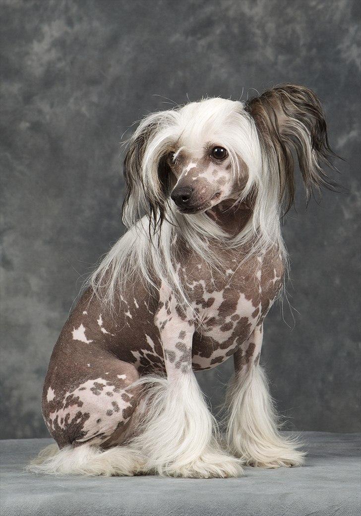 Chinese crested hårløs Chinese By Storm's Quark - Tosa Foto 2011 billede 13