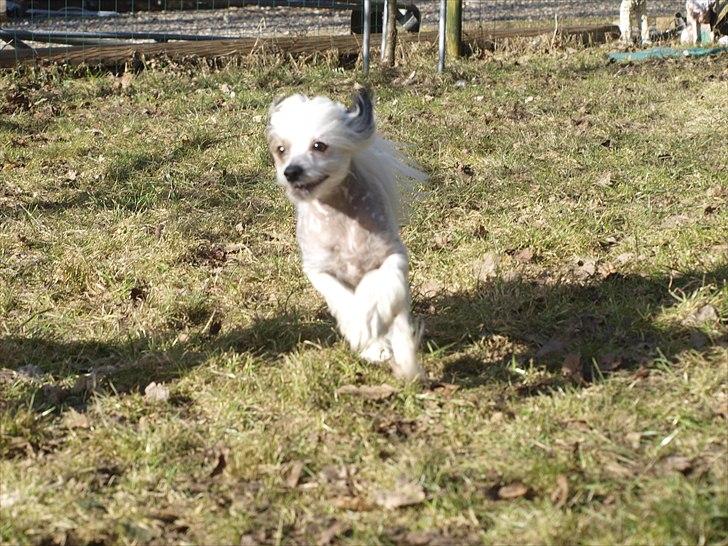 Chinese crested hårløs Chinese By Storm's Quark - Fuld fart frem billede 14