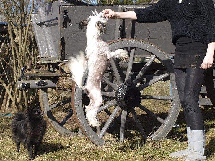 Chinese crested hårløs Chinese By Storm's Quark - Hoppe højt billede 15