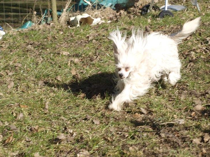 Chinese crested powder puff Hearts of storm's Mushu - fuld fart frem billede 15