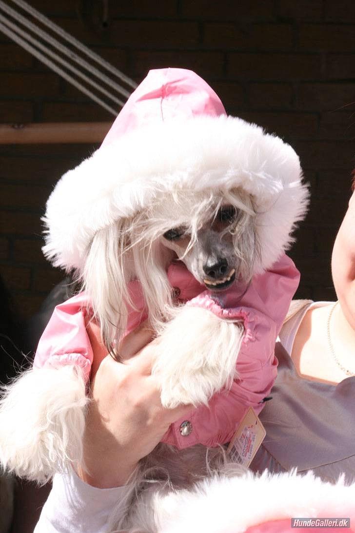 Chinese crested powder puff Hearts of storm's Mushu - Mushu er hendes nye vinter jakke billede 7