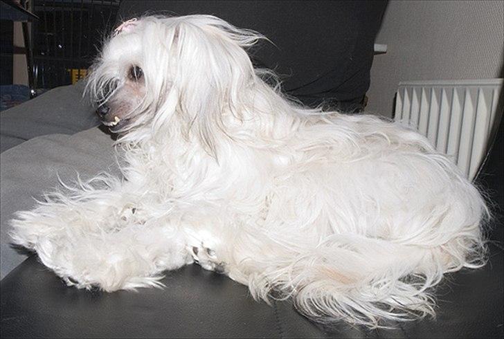 Chinese crested powder puff Hearts of storm's Mushu - Mushu billede 17