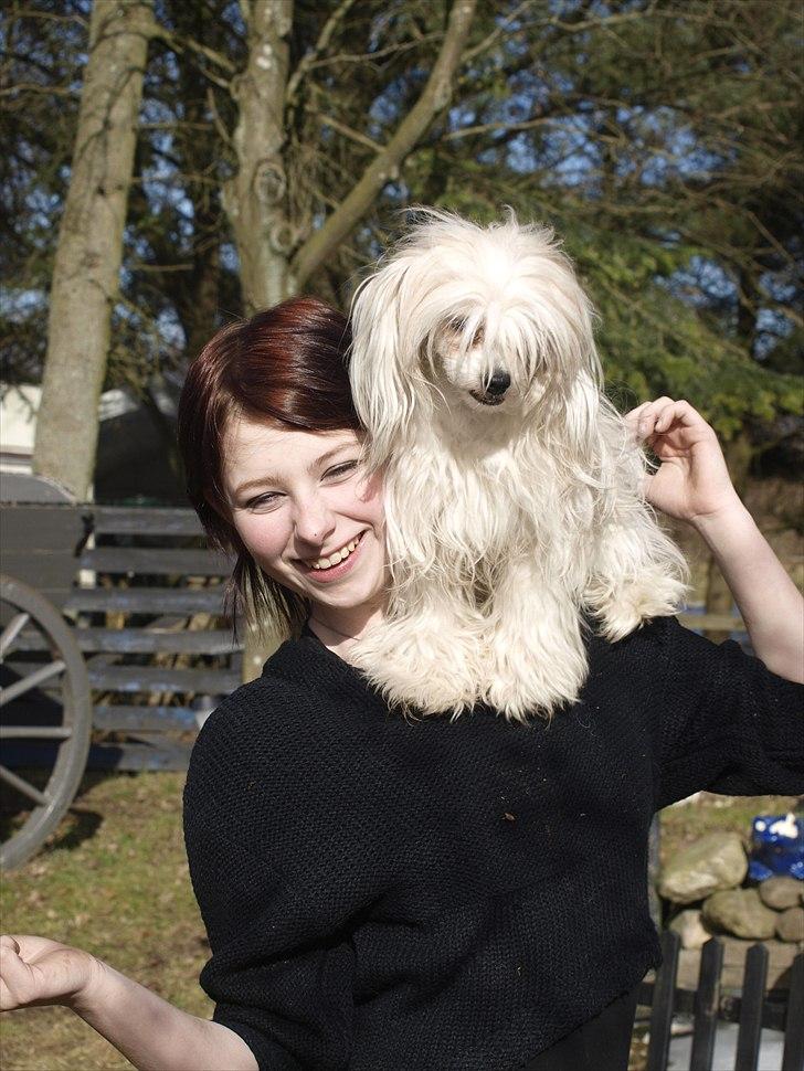 Chinese crested powder puff Hearts of storm's Mushu - Pappegøje Mushu billede 5