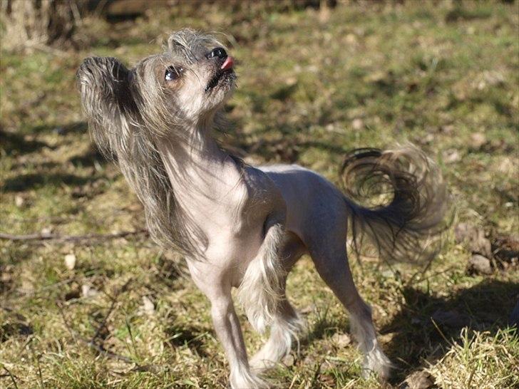 Chinese crested hårløs Capone *Solgt* - MIg billede 10