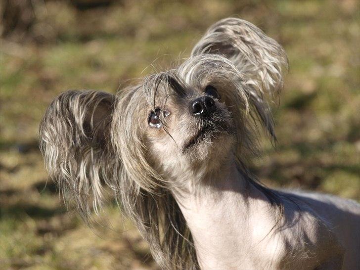 Chinese crested hårløs Capone *Solgt* - MIg billede 11