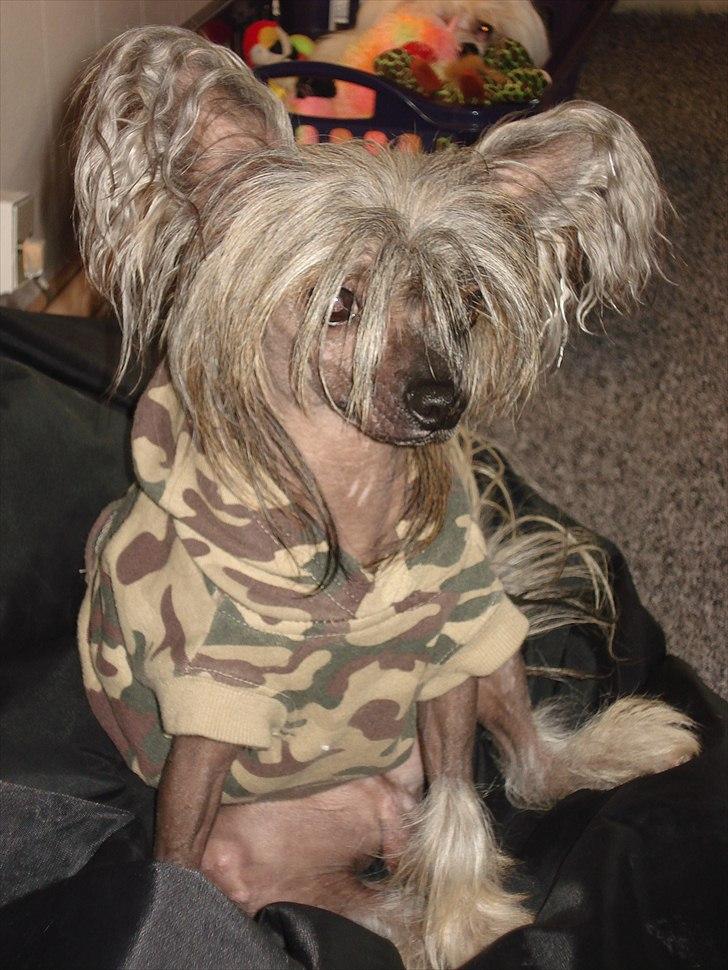 Chinese crested hårløs Capone *Solgt* - Sidder lige her. billede 1