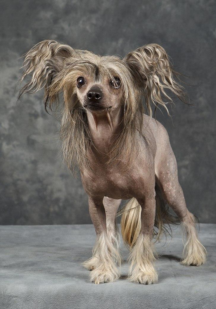 Chinese crested hårløs Capone *Solgt* - Tosa Foto 2011 billede 12