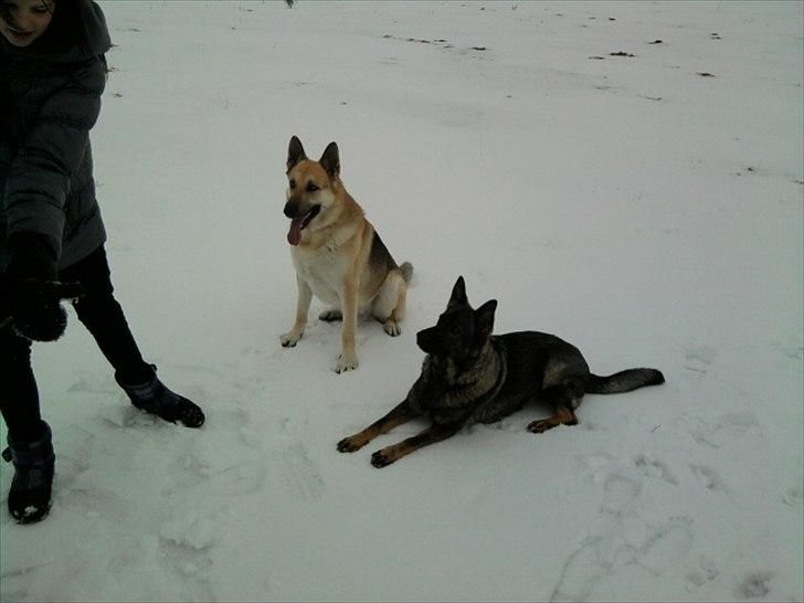 Schæferhund Kenzo - Kenzo og trænings partner Jaka billede 3