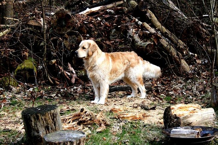 Golden retriever Basse(Mystic man) <3 - Dejlig dag i skoven.. Og så småt ved at være en voksen han hund. Her 1 og et halt år gammel :) 
 billede 13